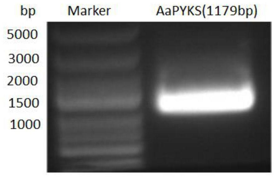 Anisodus acutangulus atypical III polyketide synthase and applications thereof
