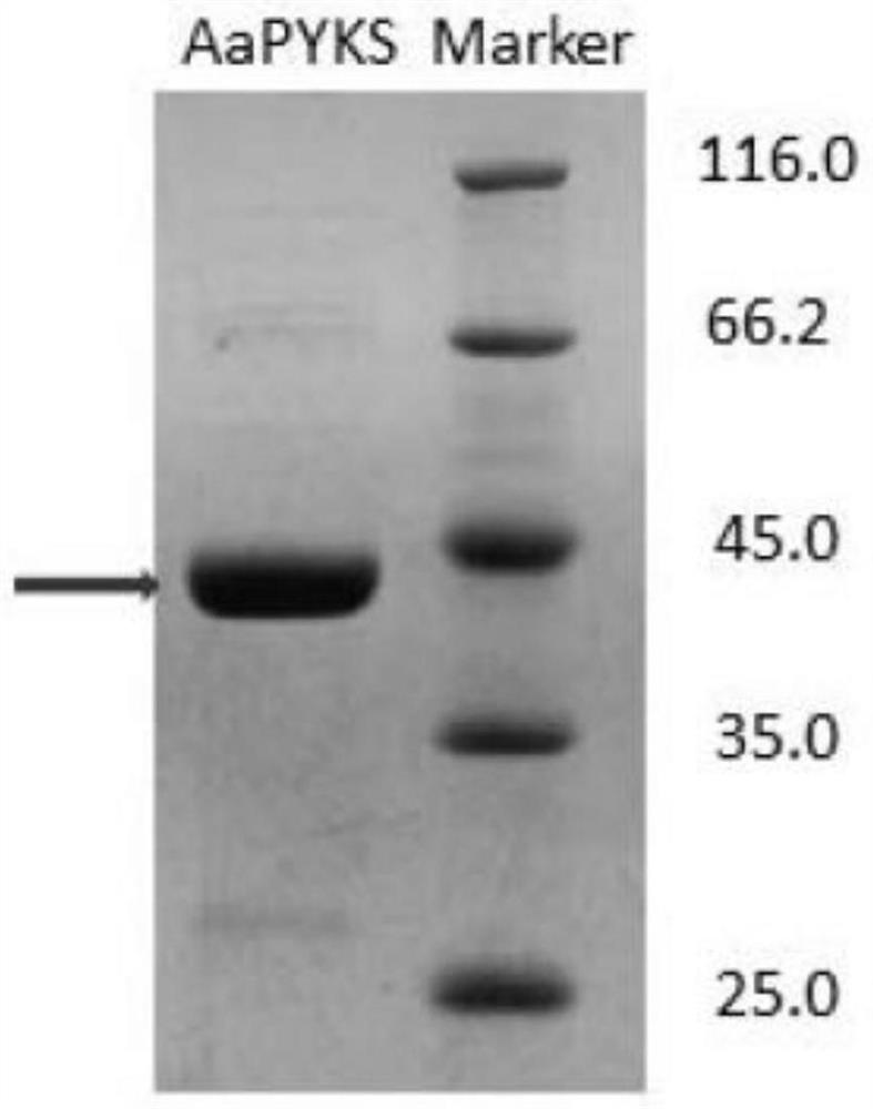Anisodus acutangulus atypical III polyketide synthase and applications thereof