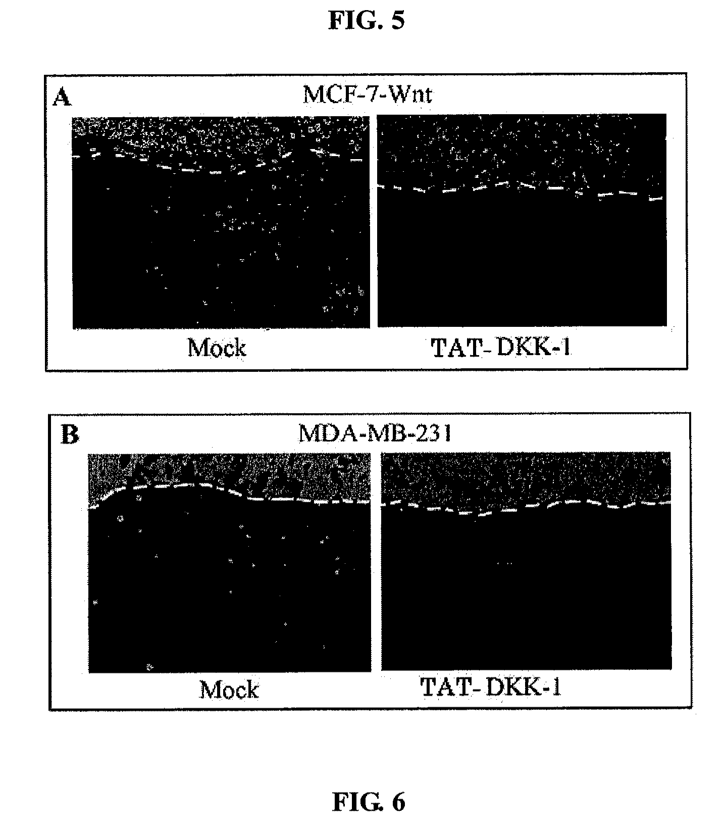 Non-activated wnt inhibition polypeptides and method for preparing the same