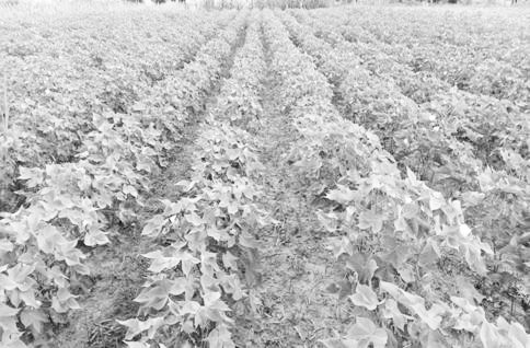 A Light and Simple Cotton Cultivation Method Suitable for Dongting Lake Cotton Area
