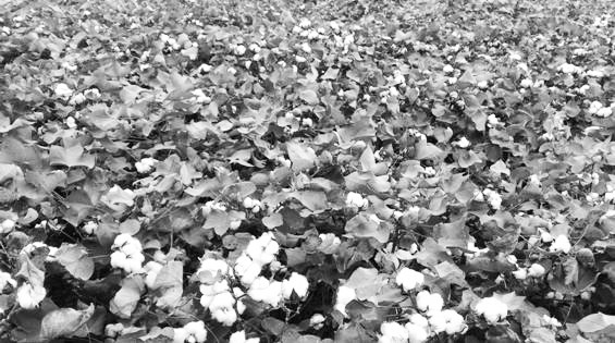 A Light and Simple Cotton Cultivation Method Suitable for Dongting Lake Cotton Area