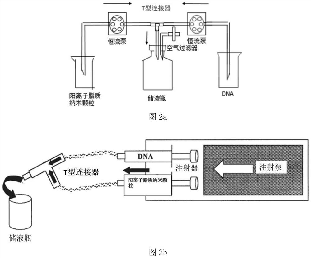 A cationic lipid nanoparticle/DNA complex and its preparation method