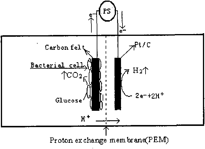 Method for domesticating and separating electricigens by electrochemistry