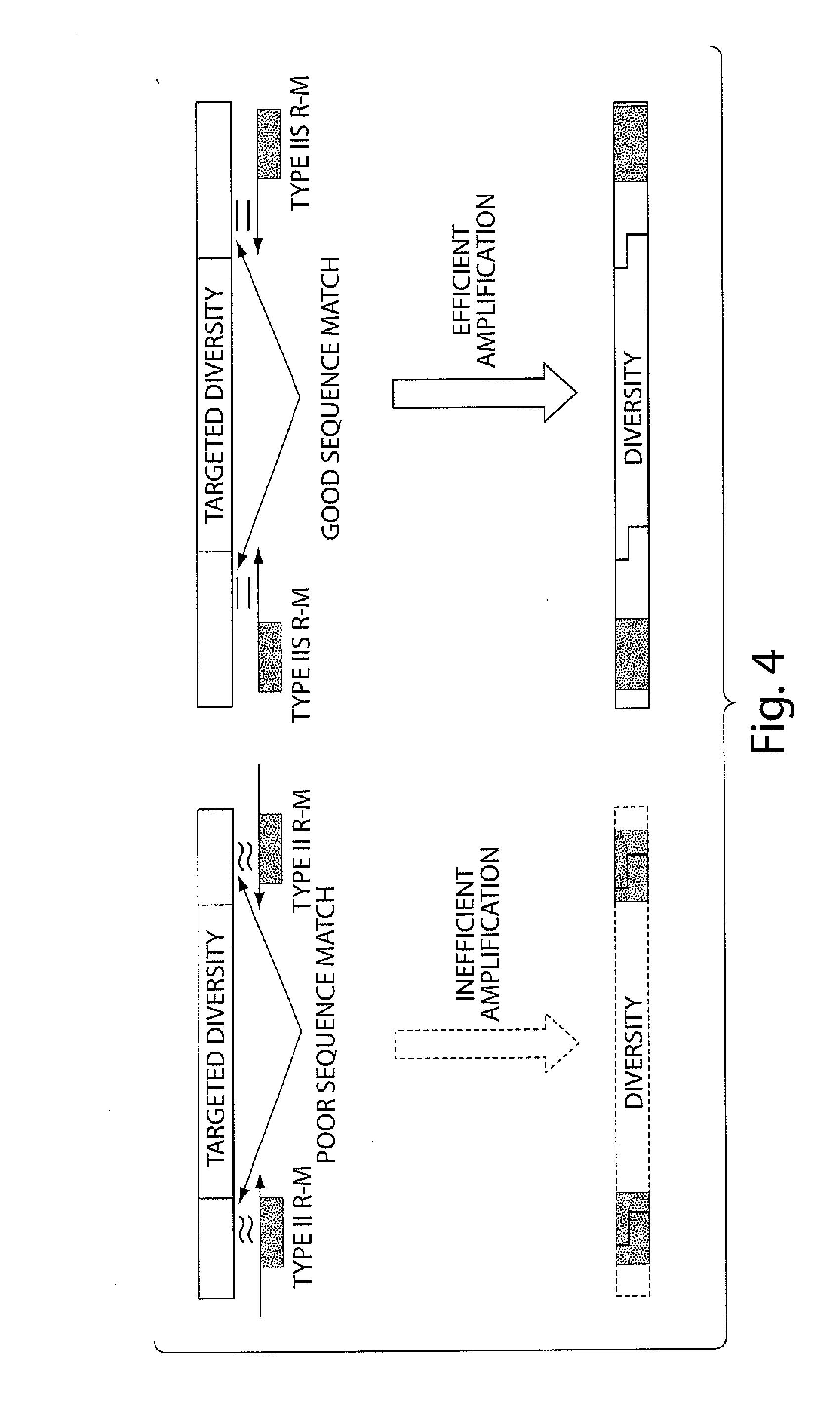 Synthetic Polypeptide Libraries and Methods for Generating Naturally Diversified Polypeptide Variants