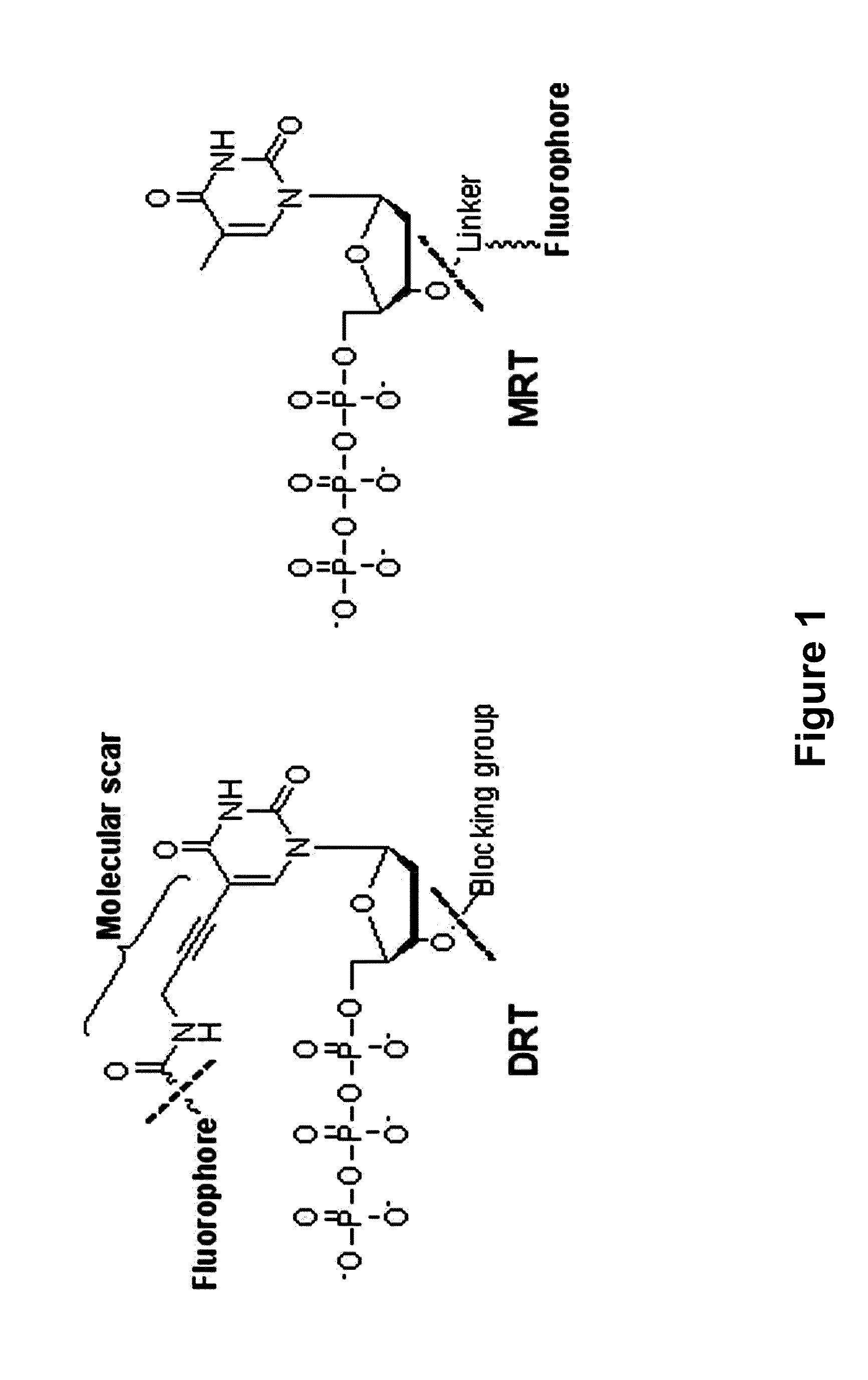 3'-o-fluorescently modified nucleotides and uses thereof