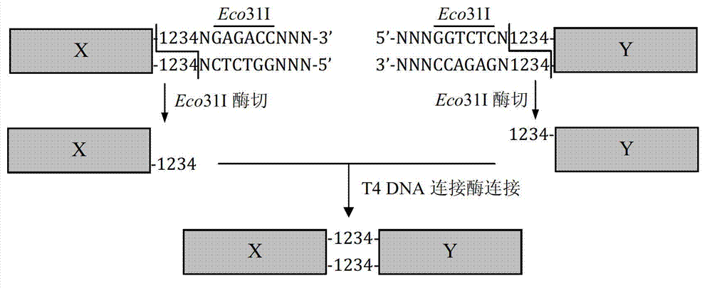 DNA (Deoxyribonucleic Acid) multi-site directed mutation method