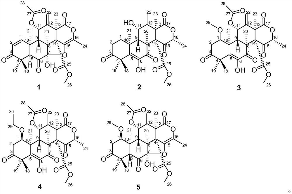 Heterterpene compounds derived from marine fungi and their application in the preparation of anti-inflammatory drugs
