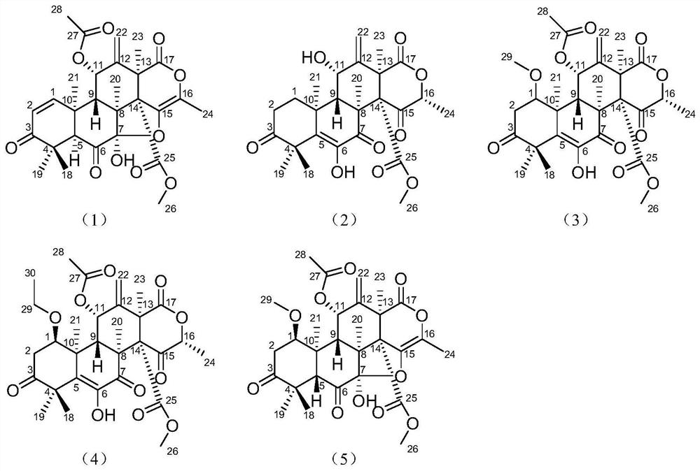 Heterterpene compounds derived from marine fungi and their application in the preparation of anti-inflammatory drugs