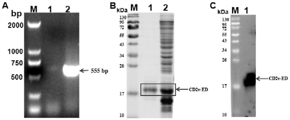 A kind of African swine fever virus cd2v extracellular domain recombinant protein and its application
