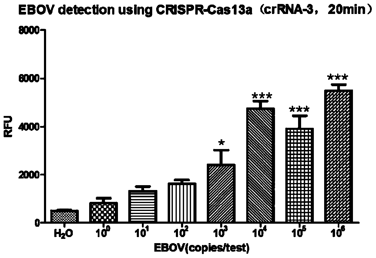 crRNA target point and CRISPR-Cas13a system for detecting Ebola virus
