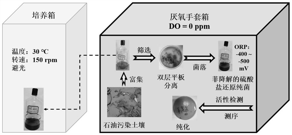 Screening method of sulfate reducing bacteria capable of degrading polycyclic aromatic hydrocarbon