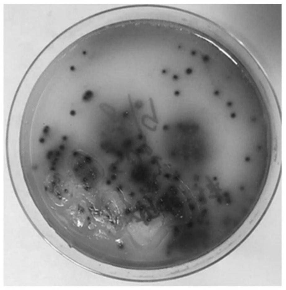 Screening method of sulfate reducing bacteria capable of degrading polycyclic aromatic hydrocarbon