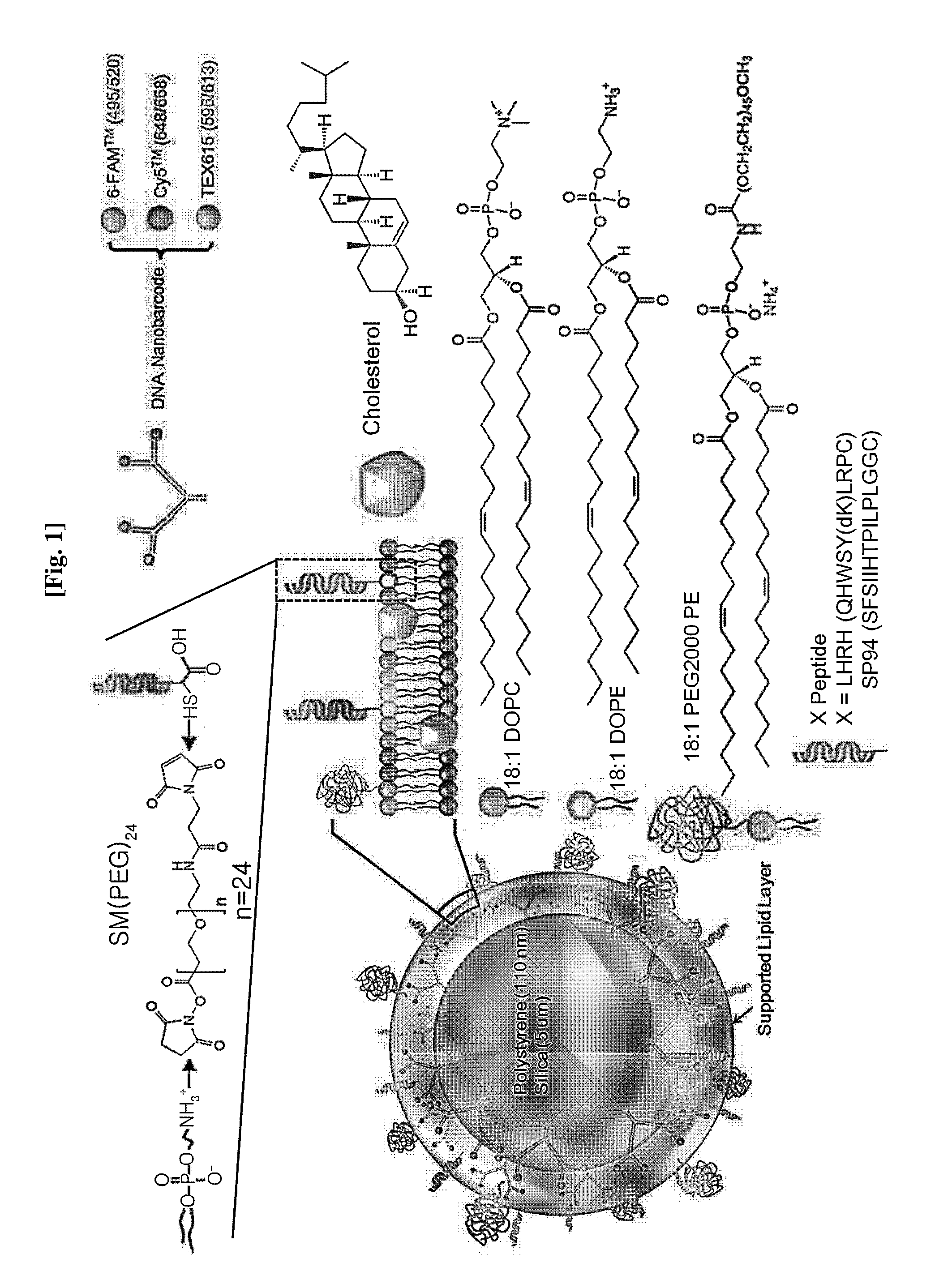 Fusion NANO liposome-fluorescence labeled nucleic acid for in vivo application, uses thereof and preparation method thereof