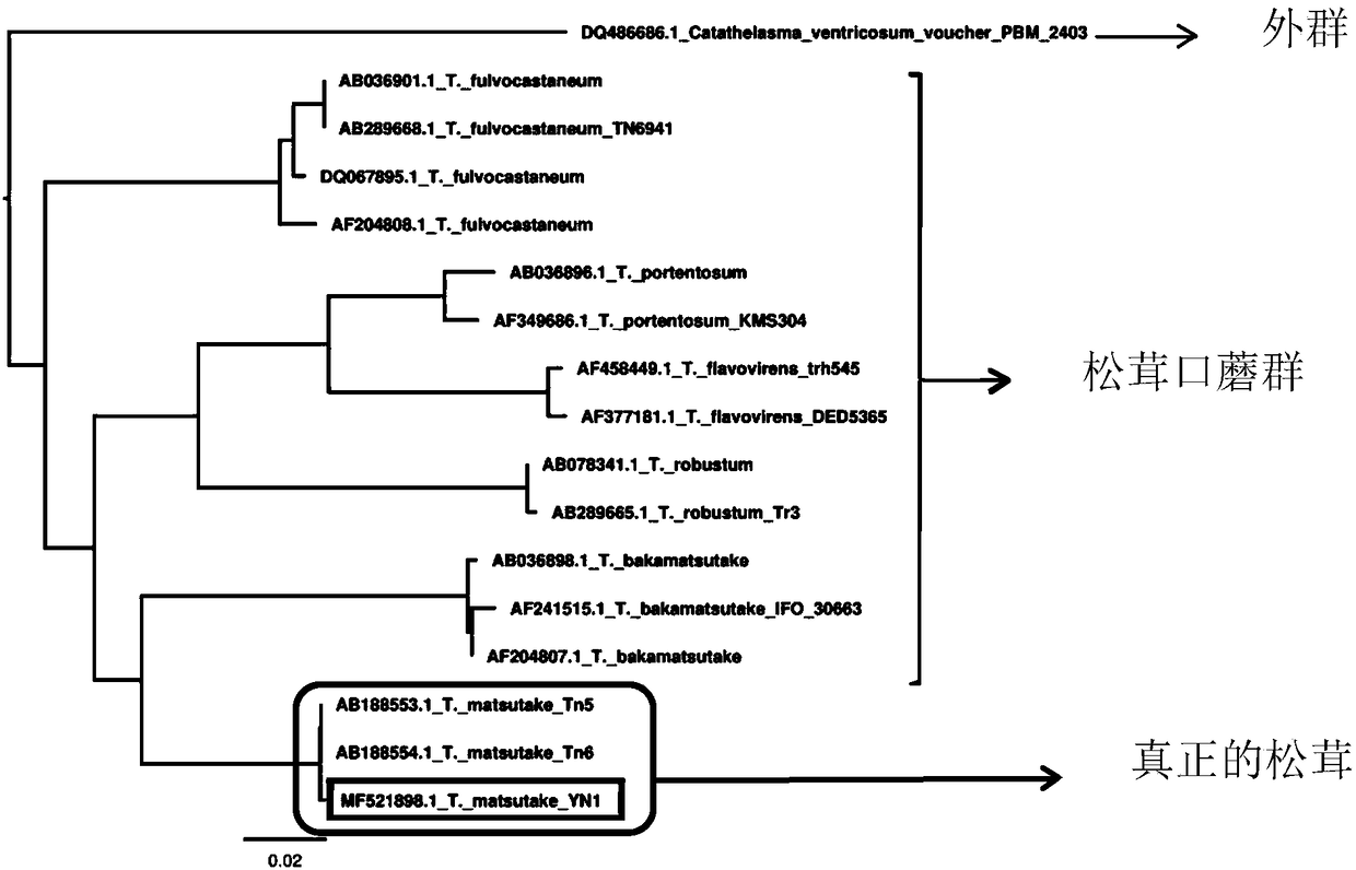 Method for improving mycorrhiza seedling breeding of Tricholoma matsutake and application of method