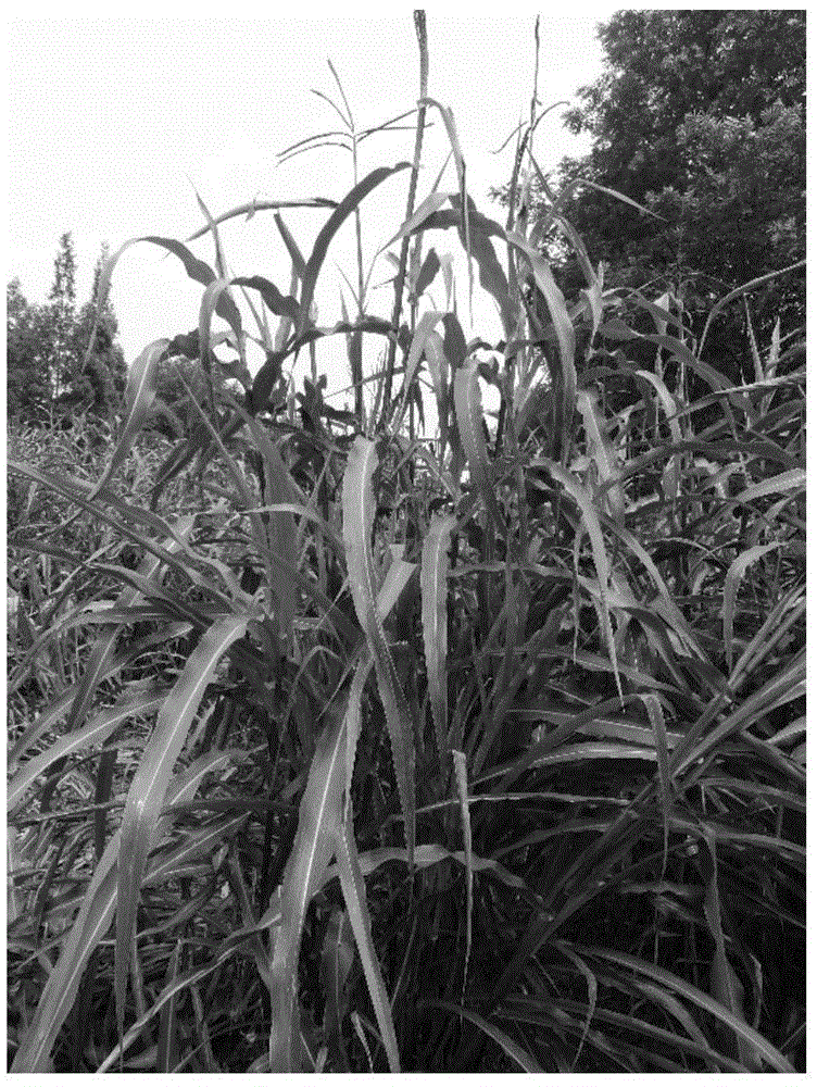 Method for Cultivating Maize Allopolyploid by Utilizing Unreduced Gamete Characteristics of Fried Grass