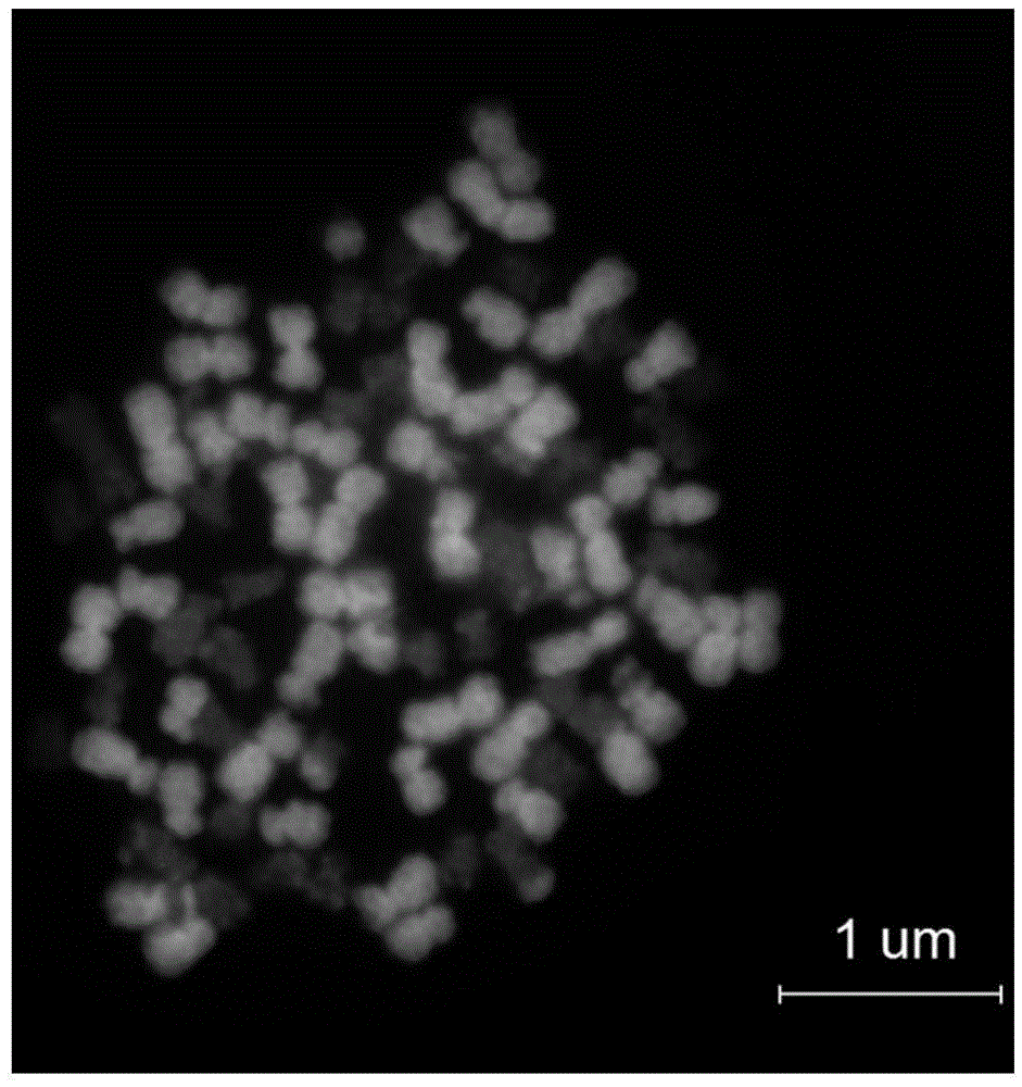 Method for Cultivating Maize Allopolyploid by Utilizing Unreduced Gamete Characteristics of Fried Grass