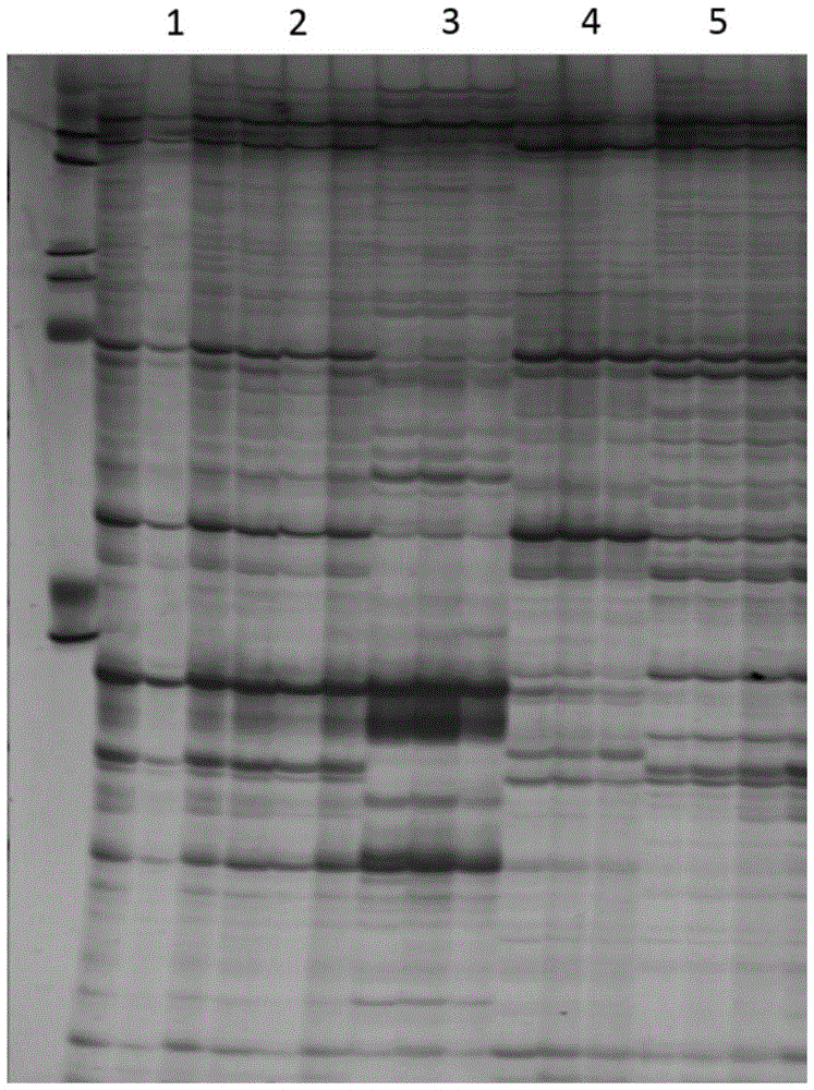 Method for Cultivating Maize Allopolyploid by Utilizing Unreduced Gamete Characteristics of Fried Grass