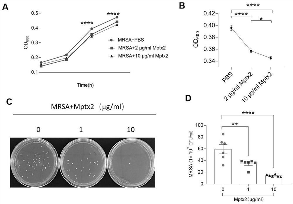 Mptx2 protein and application thereof in treating methicillin-resistant staphylococcus aureus infection related diseases