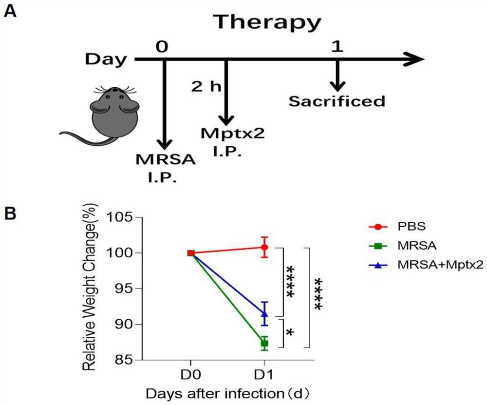 Mptx2 protein and application thereof in treating methicillin-resistant staphylococcus aureus infection related diseases