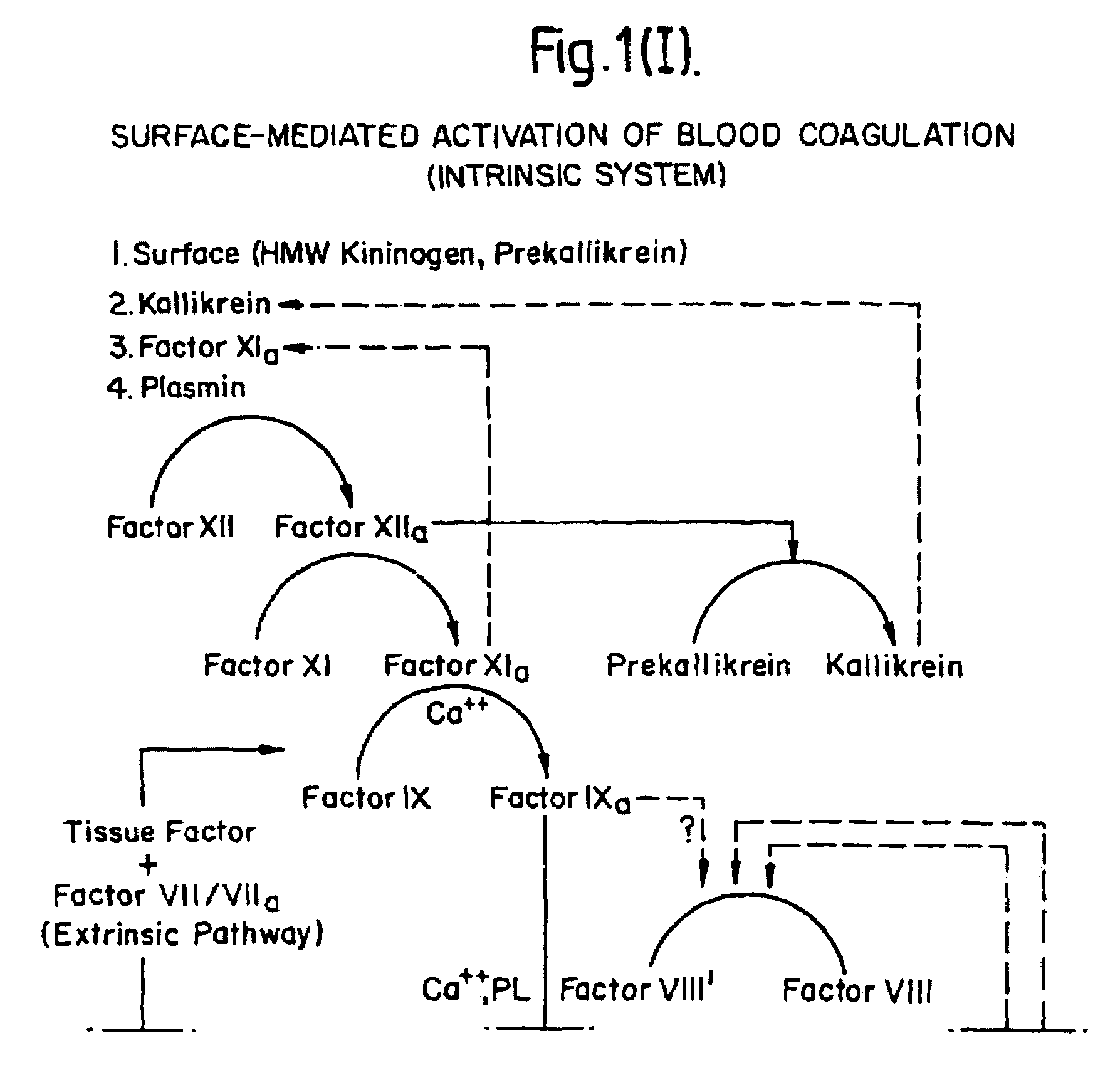 Methods and deoxyribonucleic acid for the preparation of tissue factor protein