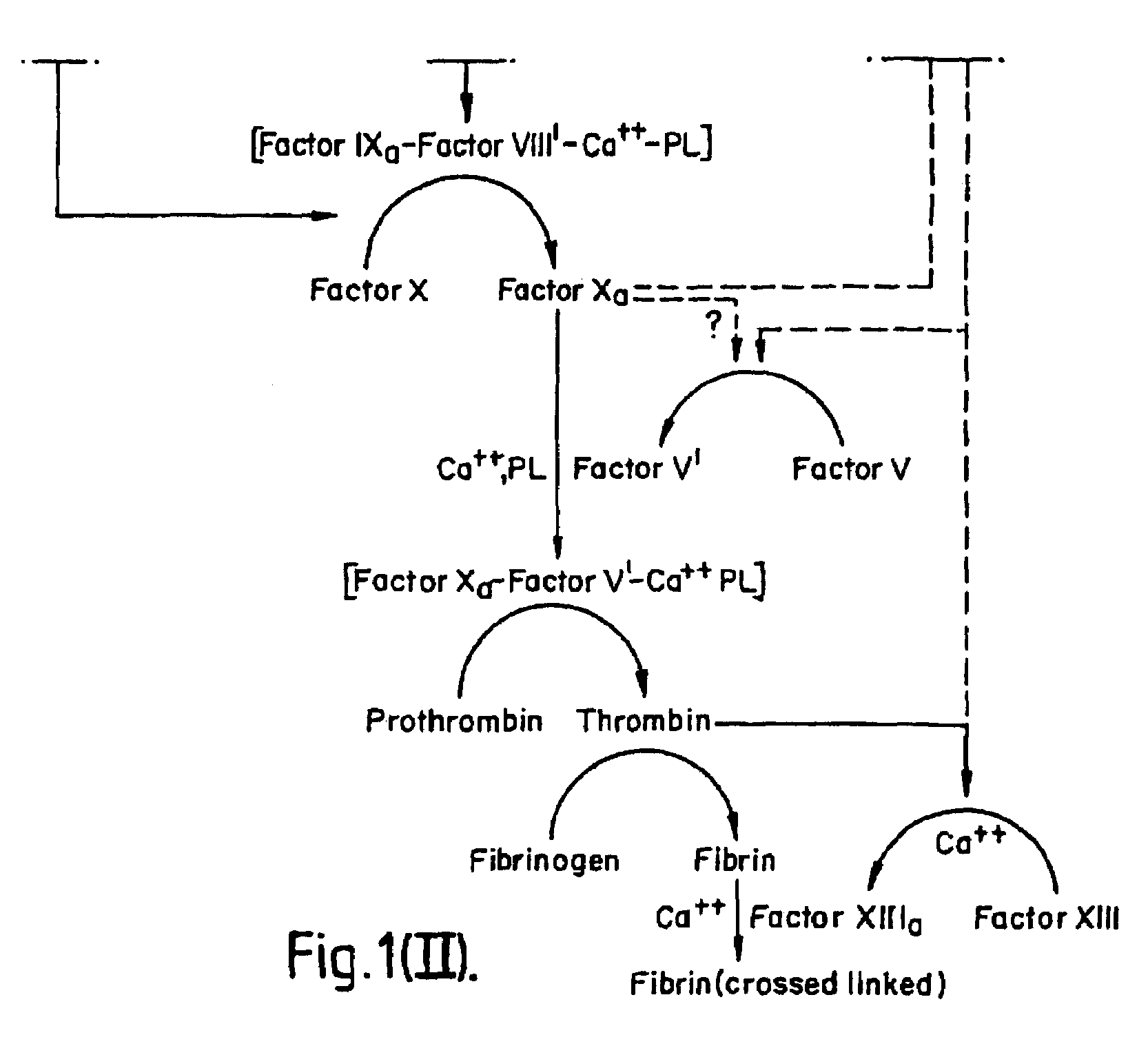 Methods and deoxyribonucleic acid for the preparation of tissue factor protein