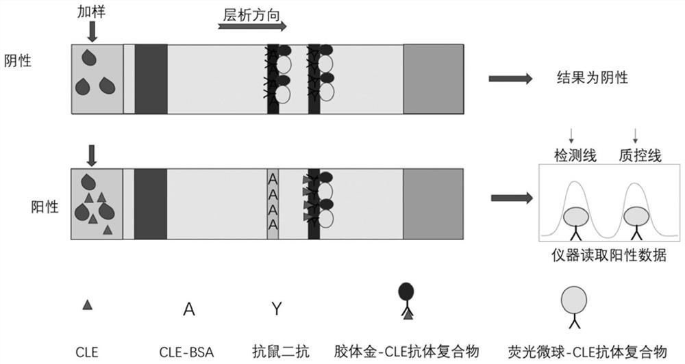 Fluorescent microsphere-colloidal gold dual-color qualitative and quantitative immunochromatographic test strip for detecting clenbuterol hydrochloride and preparation method thereof