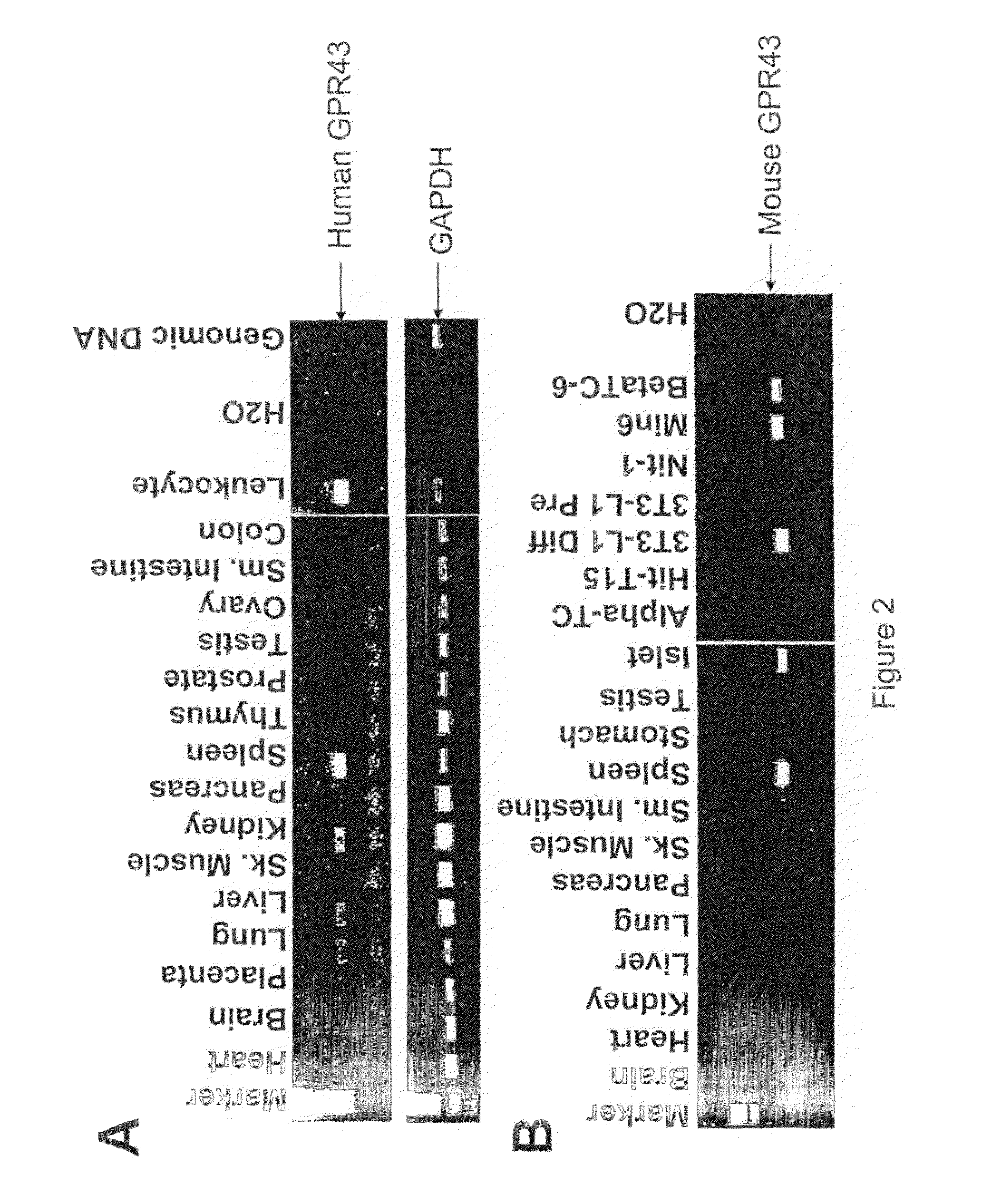 Gpr43 and modulators thereof for the treatment of metabolic-related disorders