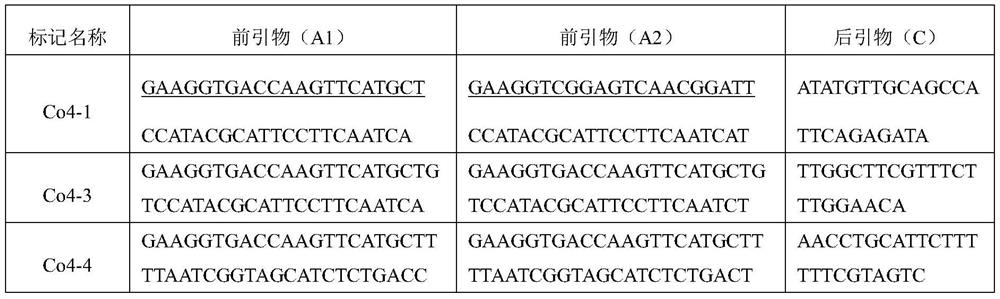 Mononucleotide mutation and KASP specific primer of pepper phytoene synthase gene and application