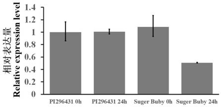 A fusarium wilt resistant phd transcription factor clphd23, its gene, expression vector, transformant and application