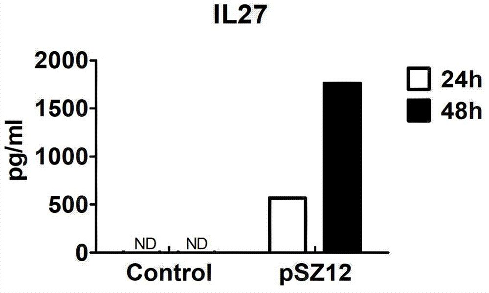 Murine IL-27 recombinant protein eukaryotic expression vector and construction method