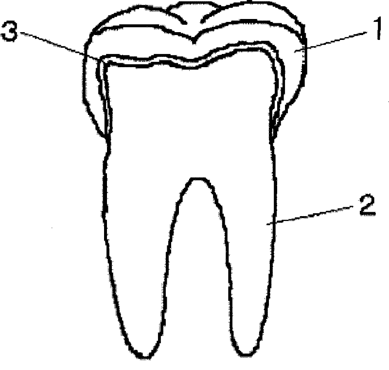 Tooth for dental arch model and manufacturing method thereof