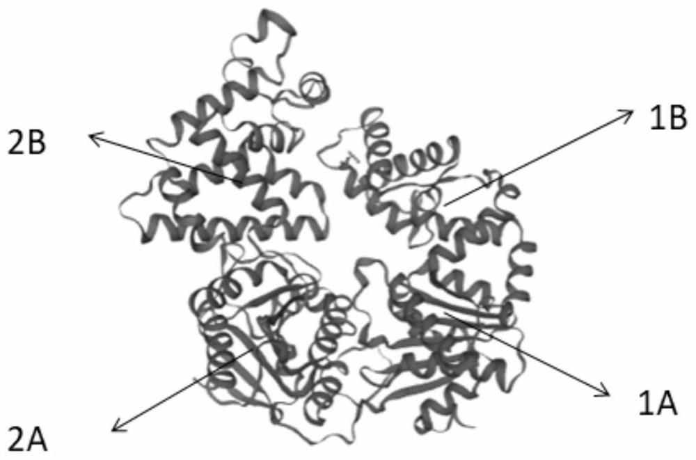 Mutated motor protein, application of mutated motor protein and kit comprising mutated motor protein