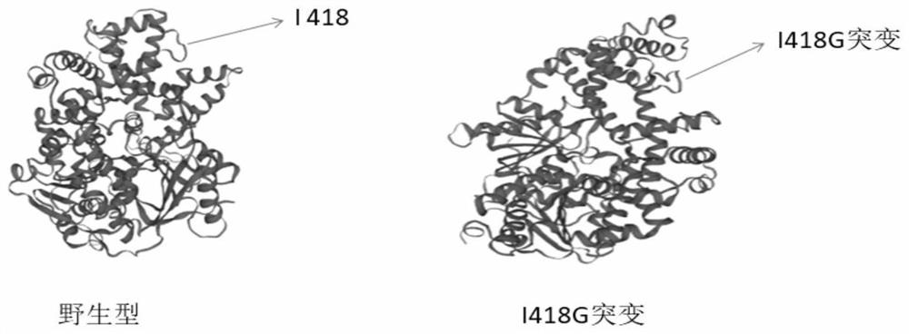 Mutated motor protein, application of mutated motor protein and kit comprising mutated motor protein