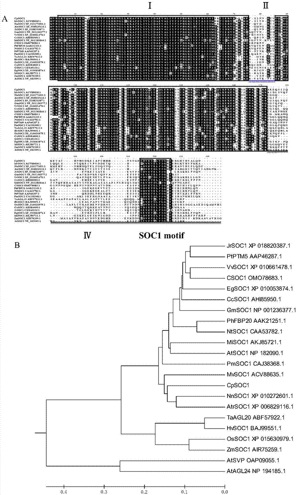 CpSOC1 gene of chimonanthus praecox, protein encoded by CpSOC1 gene and application