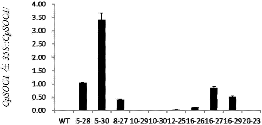 CpSOC1 gene of chimonanthus praecox, protein encoded by CpSOC1 gene and application