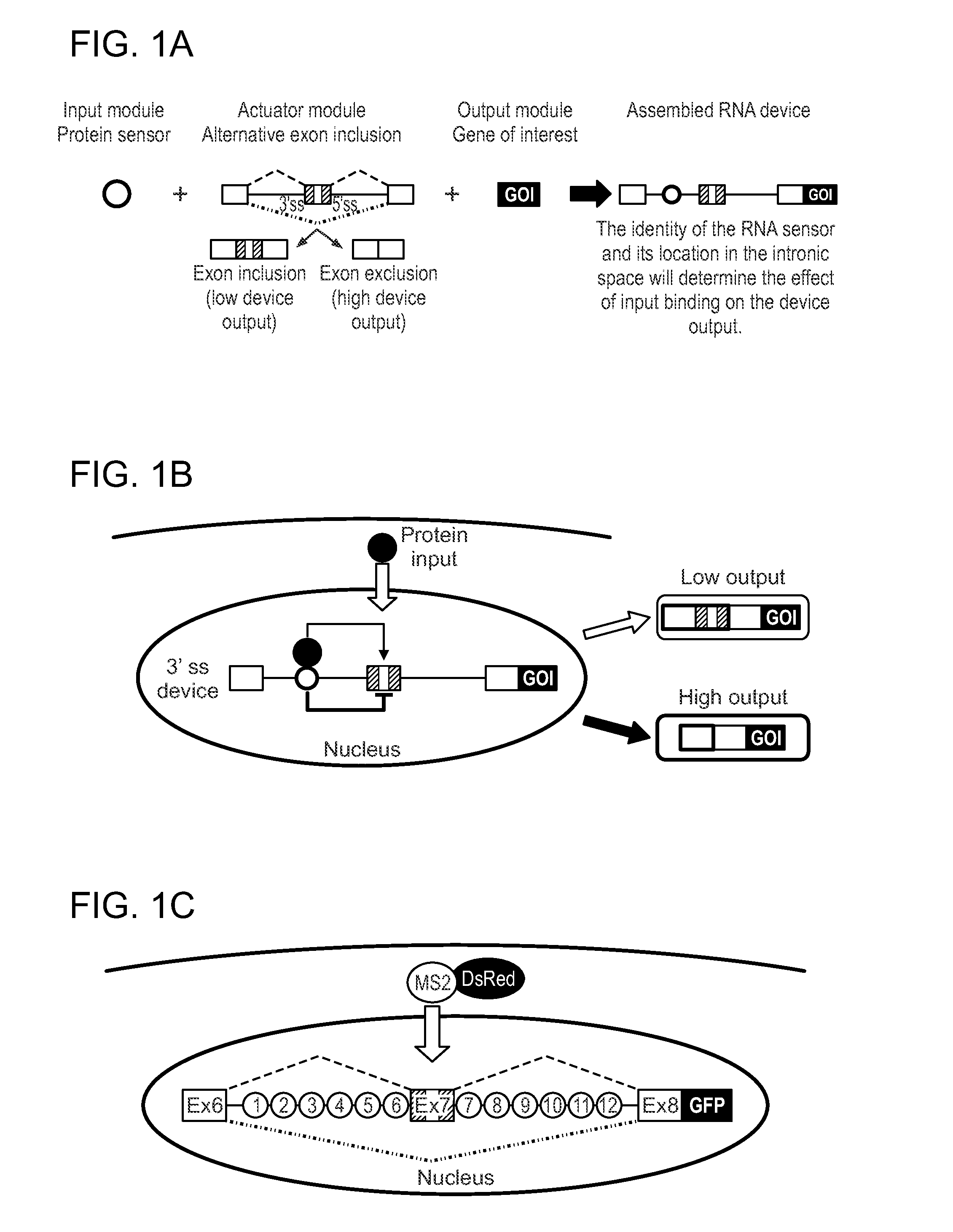 Protein-Responsive RNA Control Devices and Uses Thereof