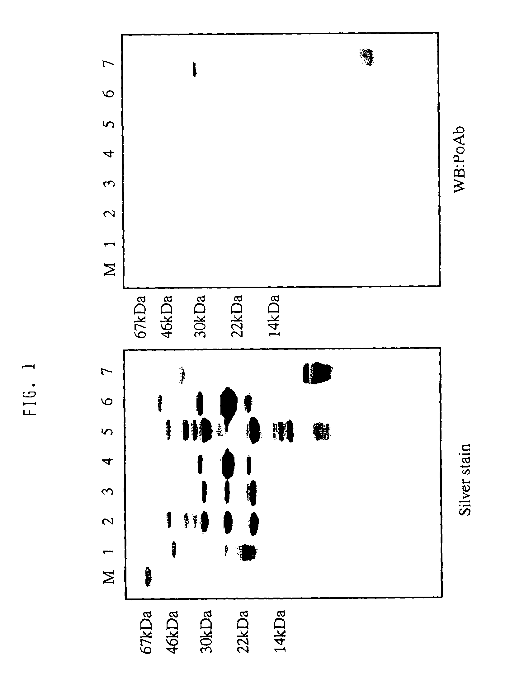 Peptide fragments having cell death inhibitory activity