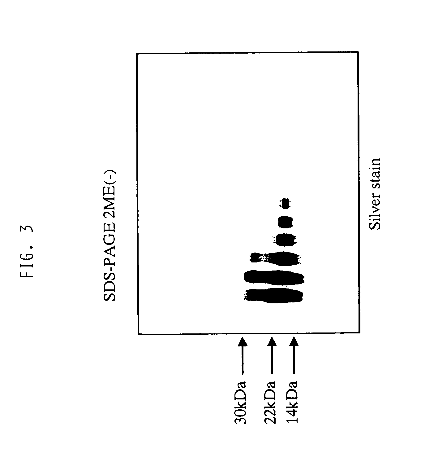 Peptide fragments having cell death inhibitory activity