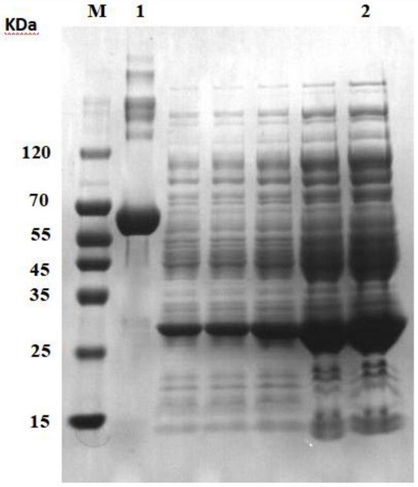 Method for fermenting recombinant protein by micro-aerobic induction of escherichia coli