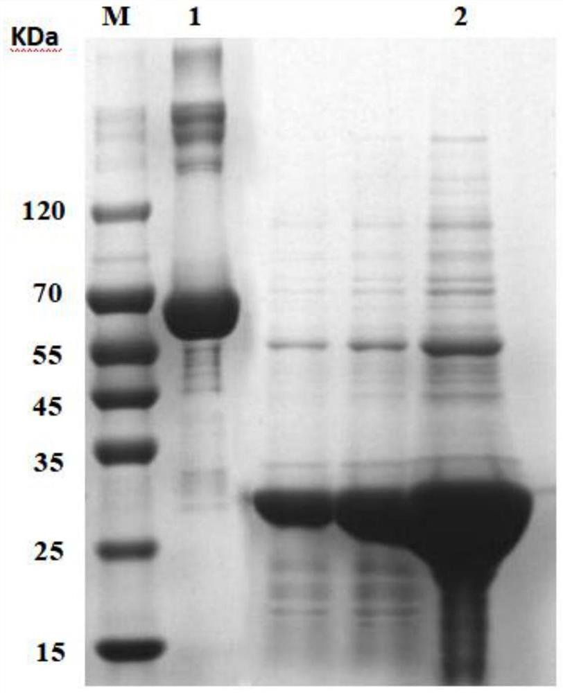 Method for fermenting recombinant protein by micro-aerobic induction of escherichia coli