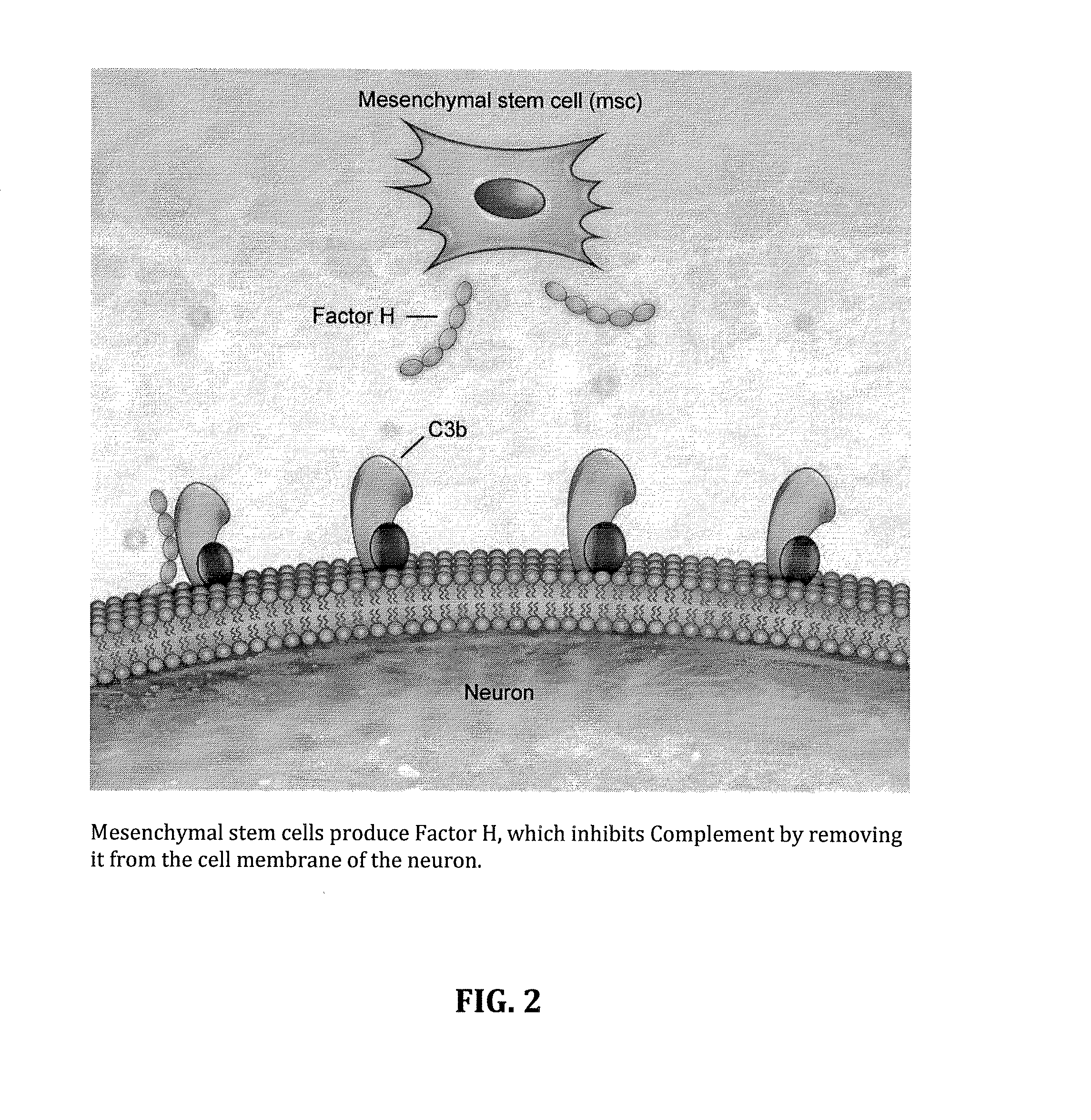 Method for treating als via the increased production of factor h