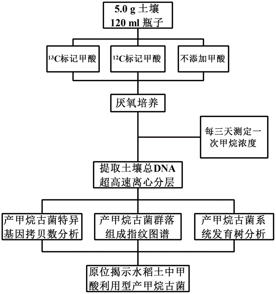 A method for in situ revealing of formic acid-utilizing methanogenic archaea in paddy fields using DNA stable isotope probes