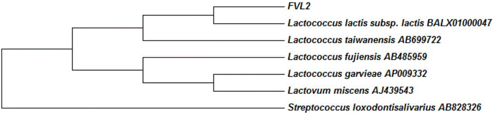 LAMP primer for detecting enoki mushroom surface lactococcus and detection method