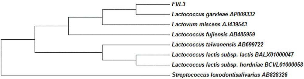 LAMP primer for detecting enoki mushroom surface lactococcus and detection method