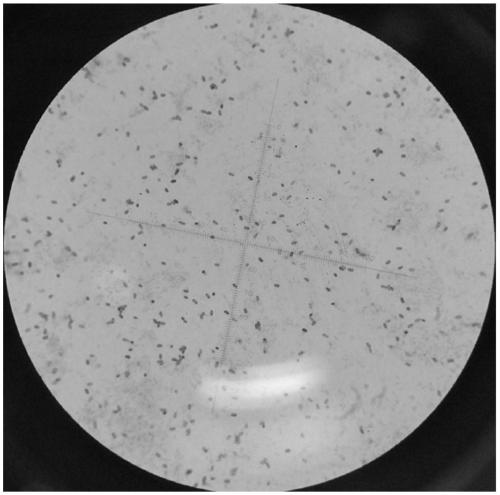 Paenibacillus elgii strain for producing polysaccharide with effect of after-sun repair and application of paenibacillus elgii strain