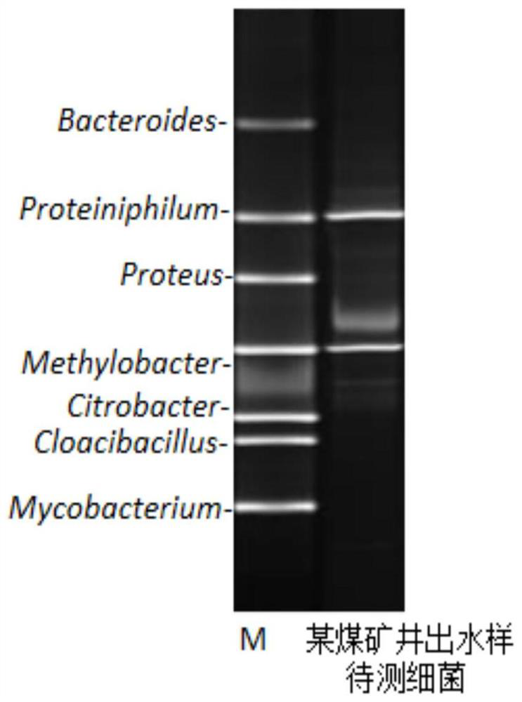 Kit and method for rapidly detecting coal geological environment bacteria