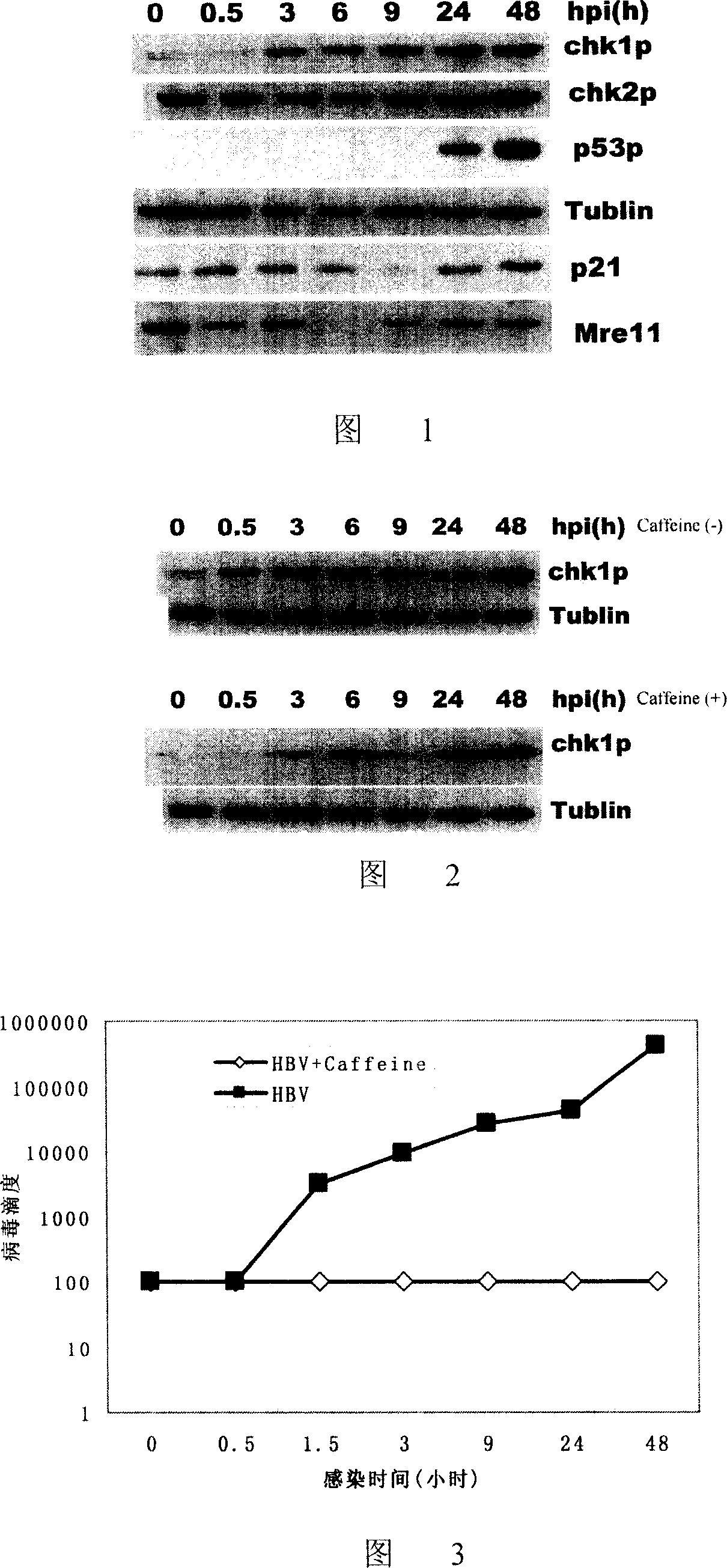 Usage of caffeine and its analogue in resistance of hepatitis B replication and use thereof in preparation of medicament for treating viral hepatitis