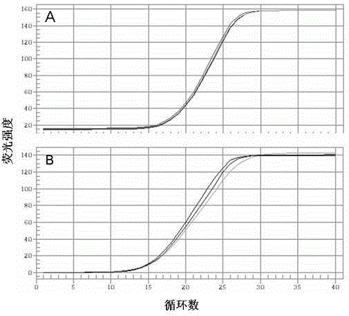 A molecular diagnosis method of nitrogen nutrition in field potato plants and its application in fertilization