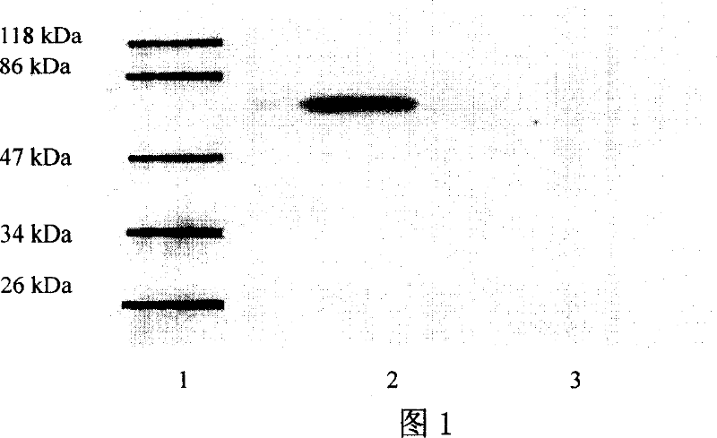 Toxicity T cell position vaccine of the cell for treating Hepatitis B and the preparing method