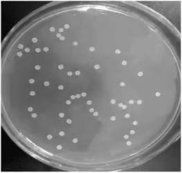 Bacillus subtilis viable count medium, diluent and viable count method